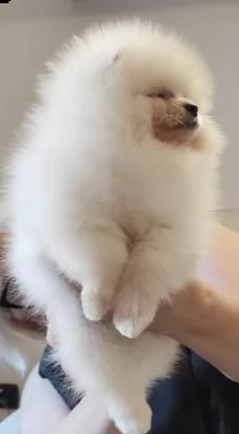 volpino di pomerania, spitz | Foto 0