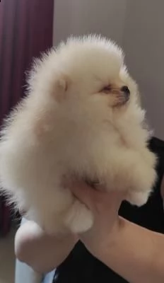 volpino di pomerania, spitz