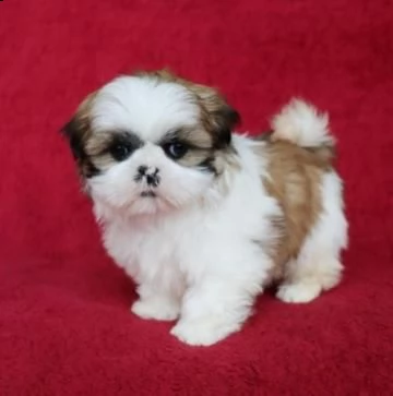 disponibili cuccioli di shitzu