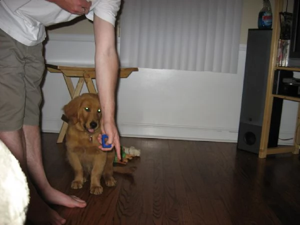 cuccioli golden retriever 