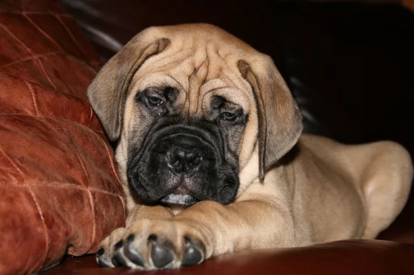 cuccioli di bull mastiff  | Foto 0