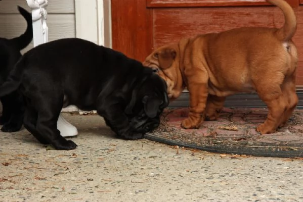 cuccioli di sharpei  | Foto 0