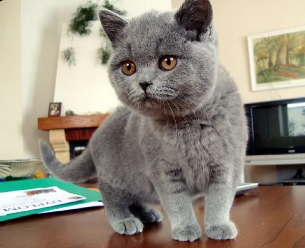 cucciolo di british shorthair 