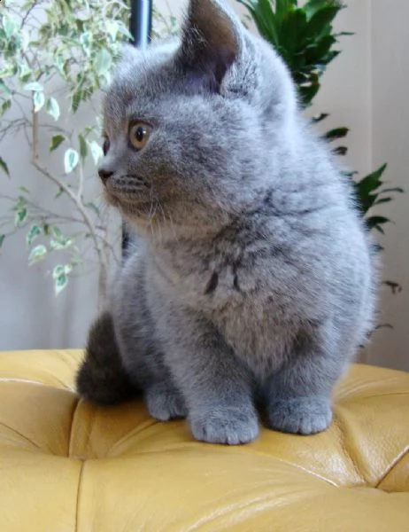 cucciolo di british shorthair  | Foto 0