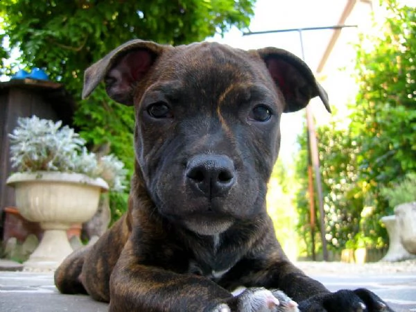 staffordshire bull terrier  | Foto 0