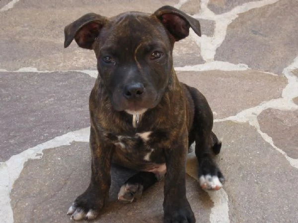 staffordshire bull terrier 