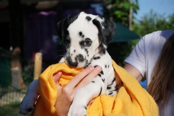 cuccioli di dalmata | Foto 0