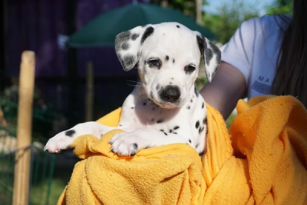 cuccioli di dalmata