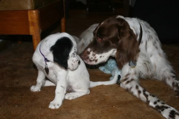 splendidi cuccioli setter inglese  | Foto 0