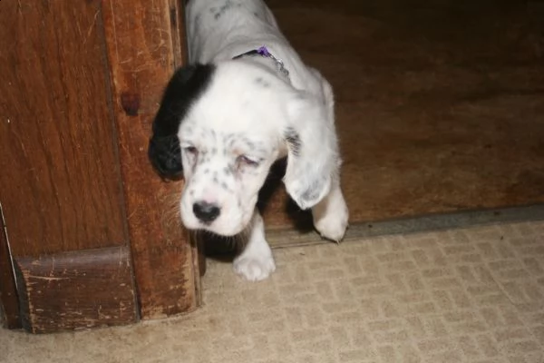 splendidi cuccioli setter inglese 