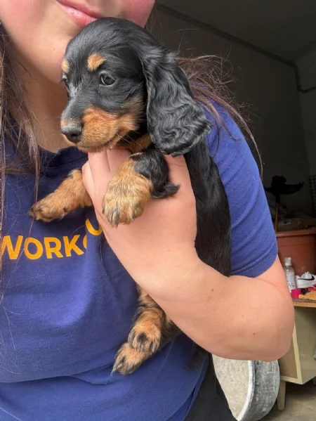 Cuccioli di Bassotto tedesco a pelo lungo | Foto 6