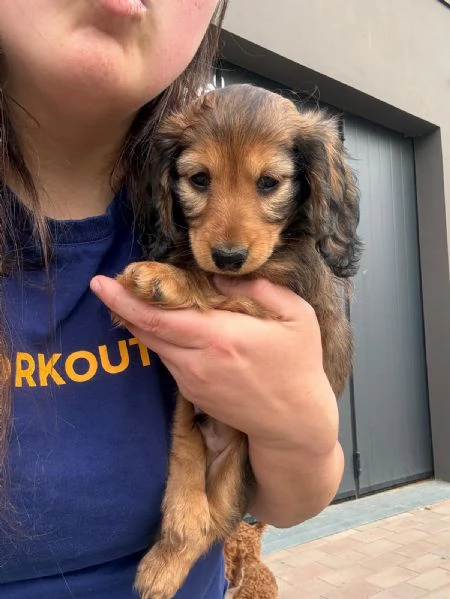 Cuccioli di Bassotto tedesco a pelo lungo | Foto 5