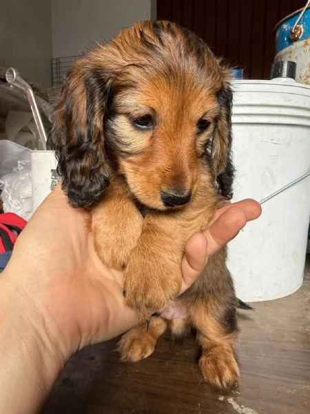 Cuccioli di Bassotto tedesco a pelo lungo | Foto 4