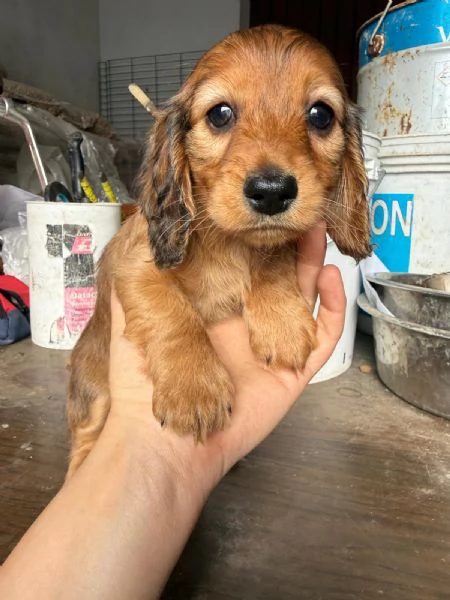 Cuccioli di Bassotto tedesco a pelo lungo | Foto 3