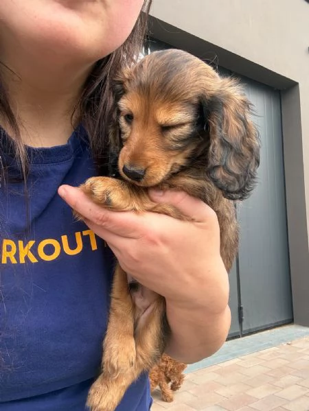 Cuccioli di Bassotto tedesco a pelo lungo | Foto 2