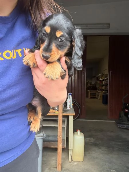 Cuccioli di Bassotto tedesco a pelo lungo