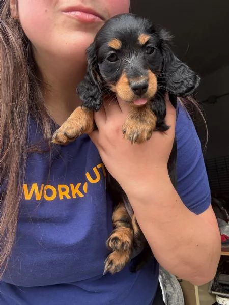 Cuccioli di Bassotto tedesco a pelo lungo | Foto 1