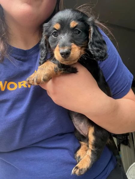 Cuccioli di Bassotto tedesco a pelo lungo | Foto 0