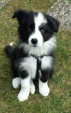 regalo border collie 