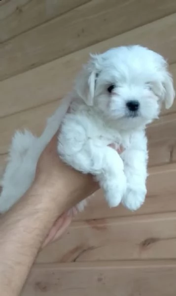 regalo maltese toy disponibile