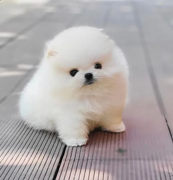 regalo  volpino pomerania mini toy 