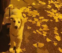 cagnolina di un anno cerca casa | Foto 3