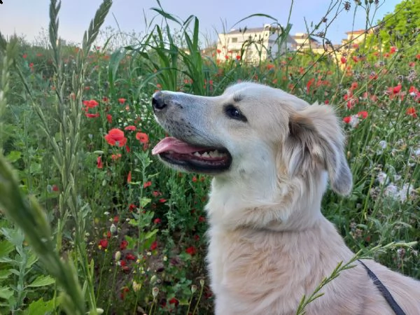 cagnolina di un anno cerca casa