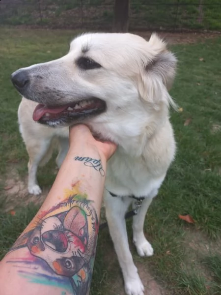 cagnolina di un anno cerca casa | Foto 0