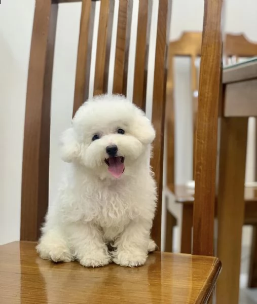 cuccioli di barboncino taglia toy