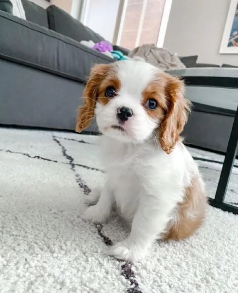 regalo cavalier king cuccioli meravigliosi  