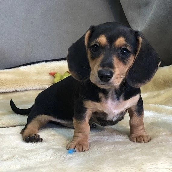 regalo adorabili cuccioli  bassotto femminucce e maschietti disponibili