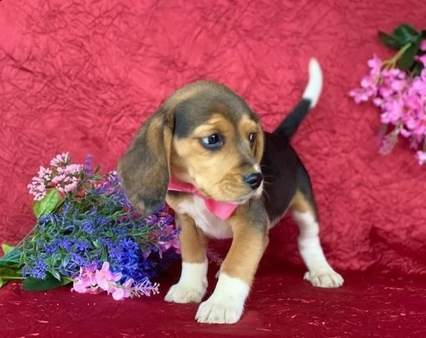 regalo beagle cuccioli meravigliosi  