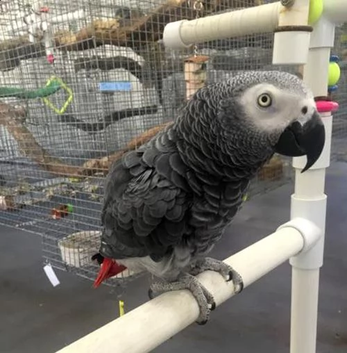 pappagallo grigio africano maschio e femmina, 3 mesi, affettuoso e amorevole, molto docile, rosso e 