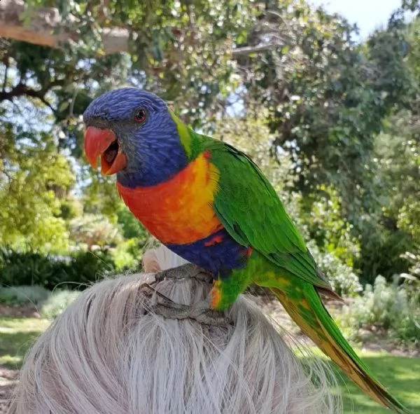 pappagallo lorichetti arcobaleno maschio e femmina 3 mesi affettuoso e affettuoso molto docile r