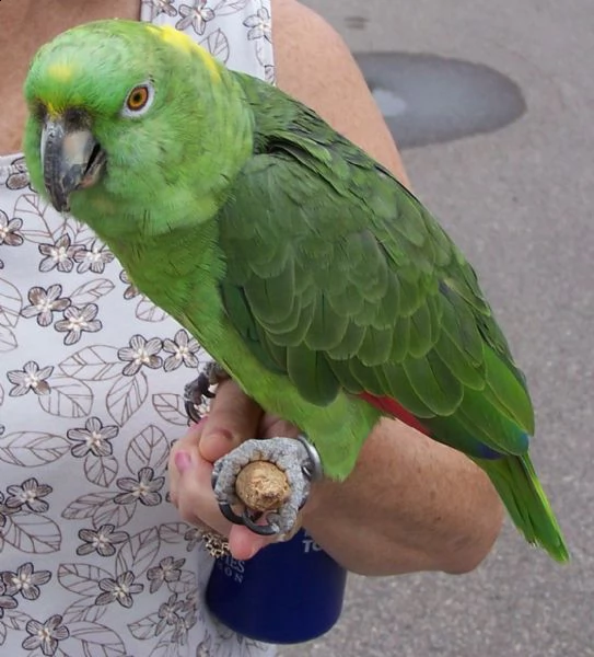 pappagallo amazzone maschio e femmina, 3 mesi, affettuoso e affettuoso, molto docile, rosso e blu, m