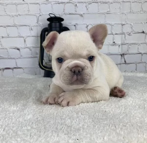 cuccioli di bulldog francese per ladozione