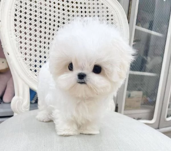 regalo maltese cuccioli meravigliosi  