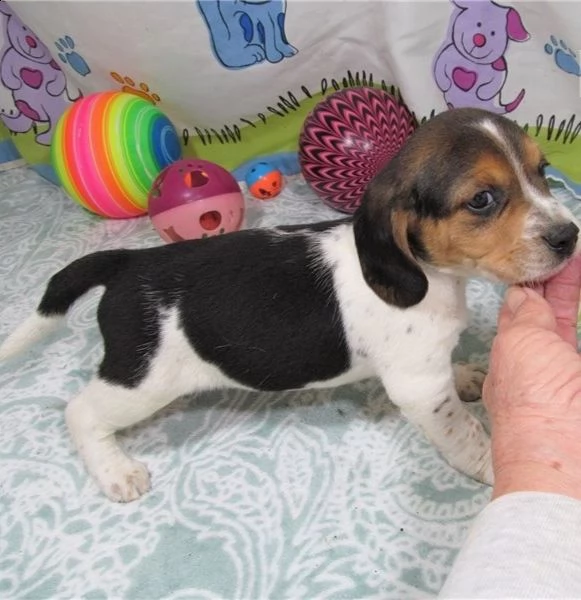 regalo beagle cuccioli meravigliosi  