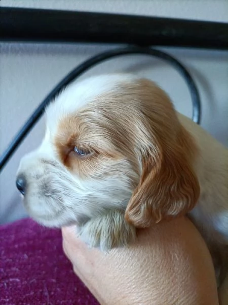 cocker spaniel inglese 