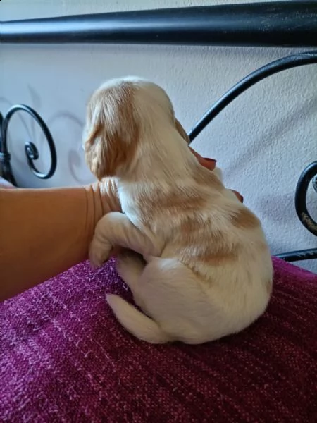 cocker spaniel inglese  | Foto 3
