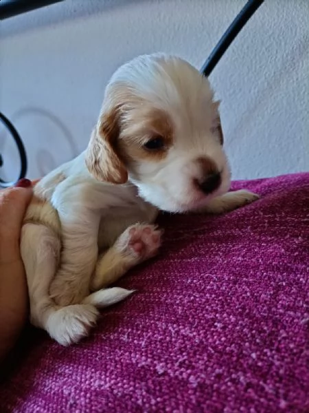 cocker spaniel inglese  | Foto 2
