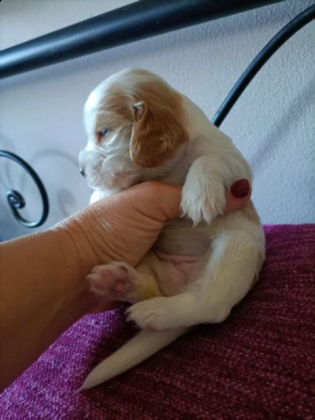 cocker spaniel inglese  | Foto 1