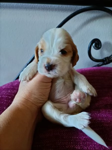 cocker spaniel inglese  | Foto 0