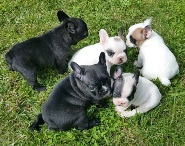 regalo cuccioli di cane a bulldog francese