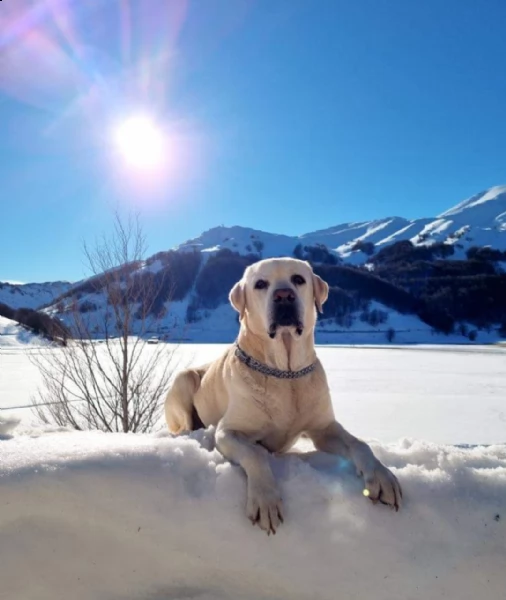 labrador alta genealogia con pedigree  | Foto 1