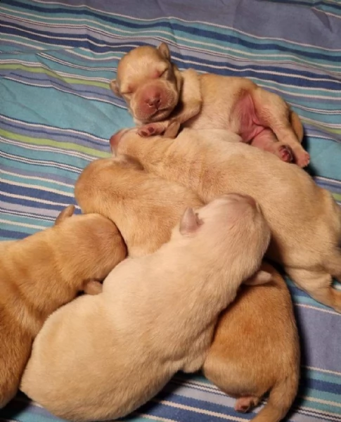 labrador alta genealogia con pedigree 