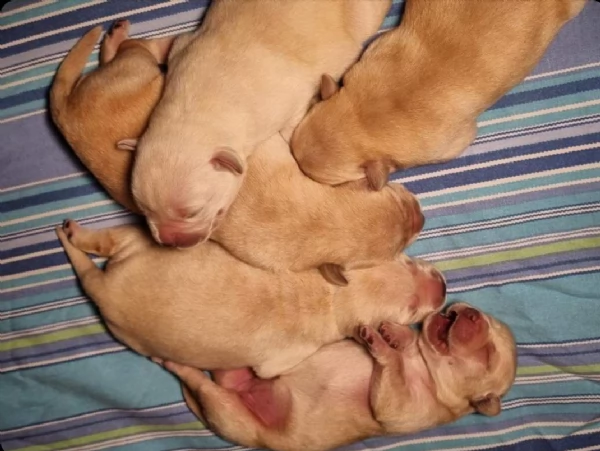 labrador alta genealogia con pedigree  | Foto 0