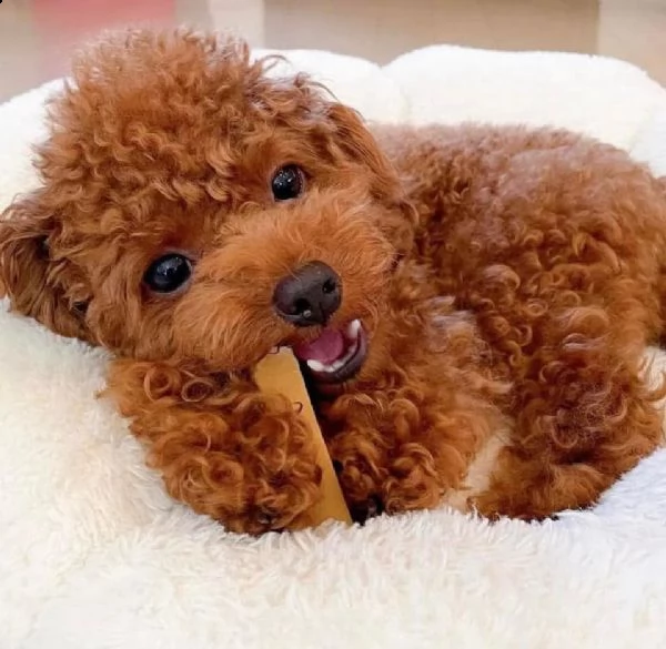 cuccioli di cane barboncino toy | Foto 0
