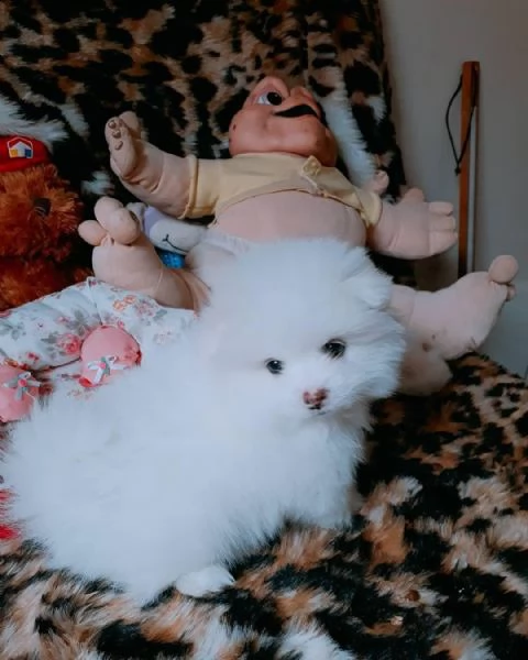 regalo pomeranian toy disponibile