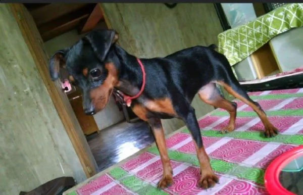 regalo cuccioli di pinscher  | Foto 0